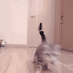 可爱猫咪表情包动图