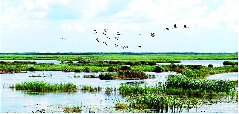 湿地,国家湿地公园,湿地公园,沼泽湿地,生态旅游,黑龙江