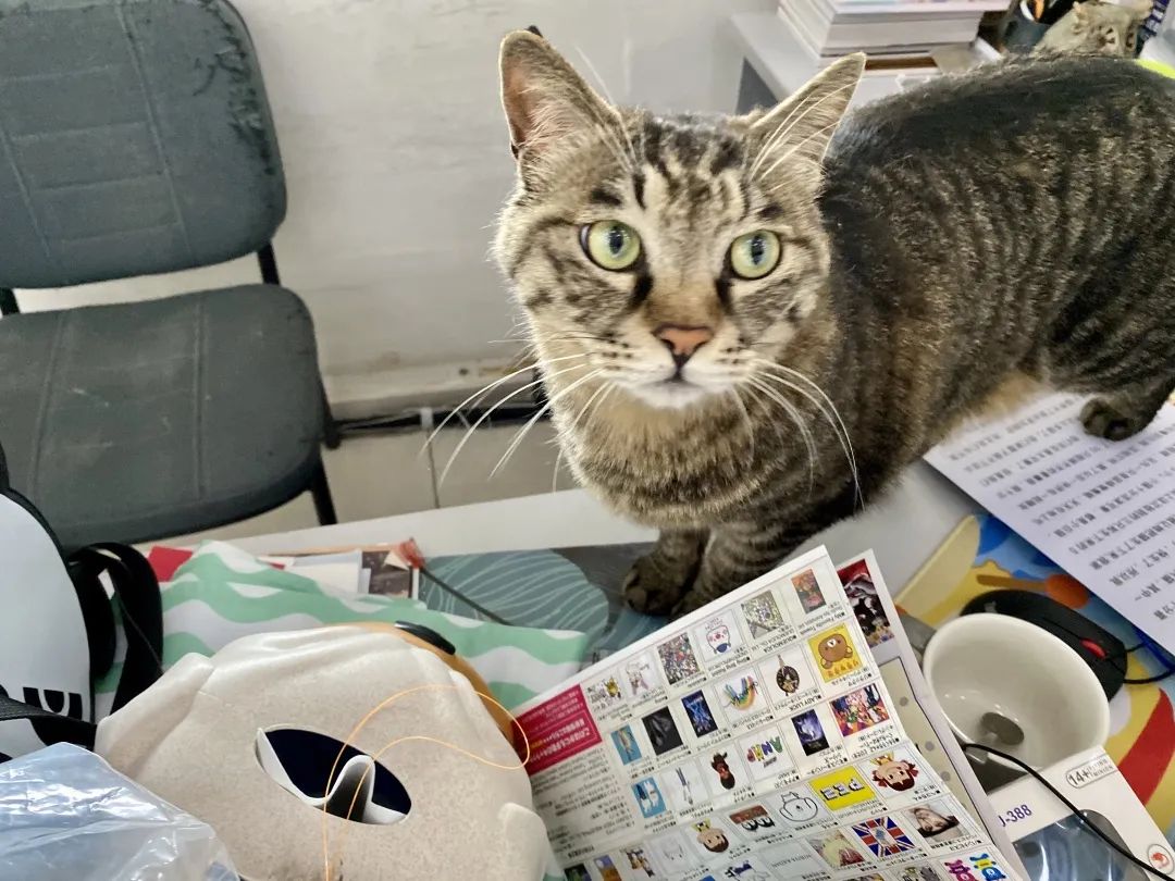 这个猫,怎么duangduang的?