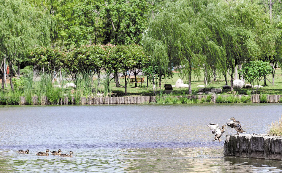 一群野鸭在戴家湖嬉戏(图片由戴家湖公园提供)