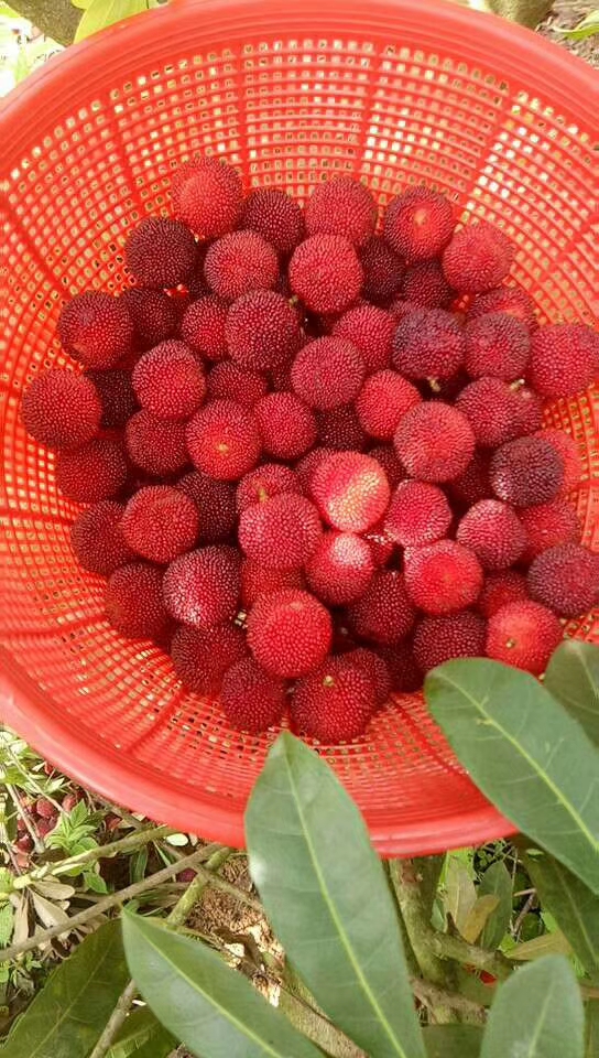 梅雨季节来临,杨梅也成熟了,尽情享用大自然的美味
