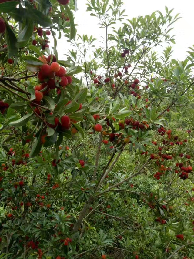 梅雨季节来临,杨梅也成熟了,尽情享用大自然的美味