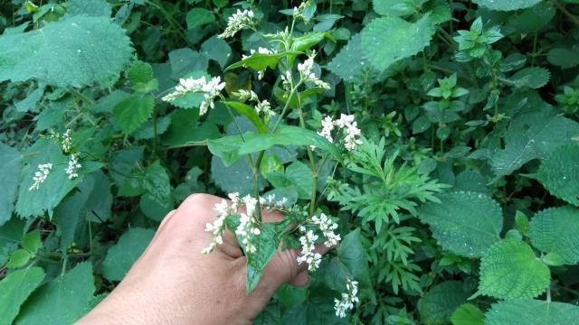 它名叫开金锁,农村人用它喂猪,却不知它是国家二级野生保护植物