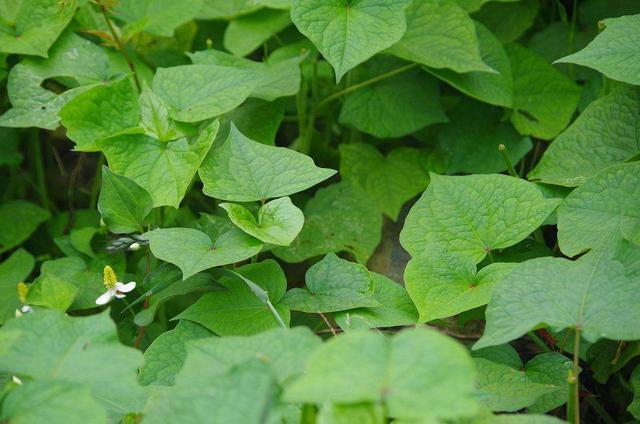 它名叫开金锁,农村人用它喂猪,却不知它是国家二级野生保护植物