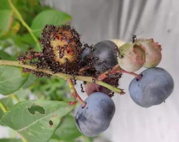 蓝莓种植过程有哪些虫害?7种虫害经常见,农技专家详尽