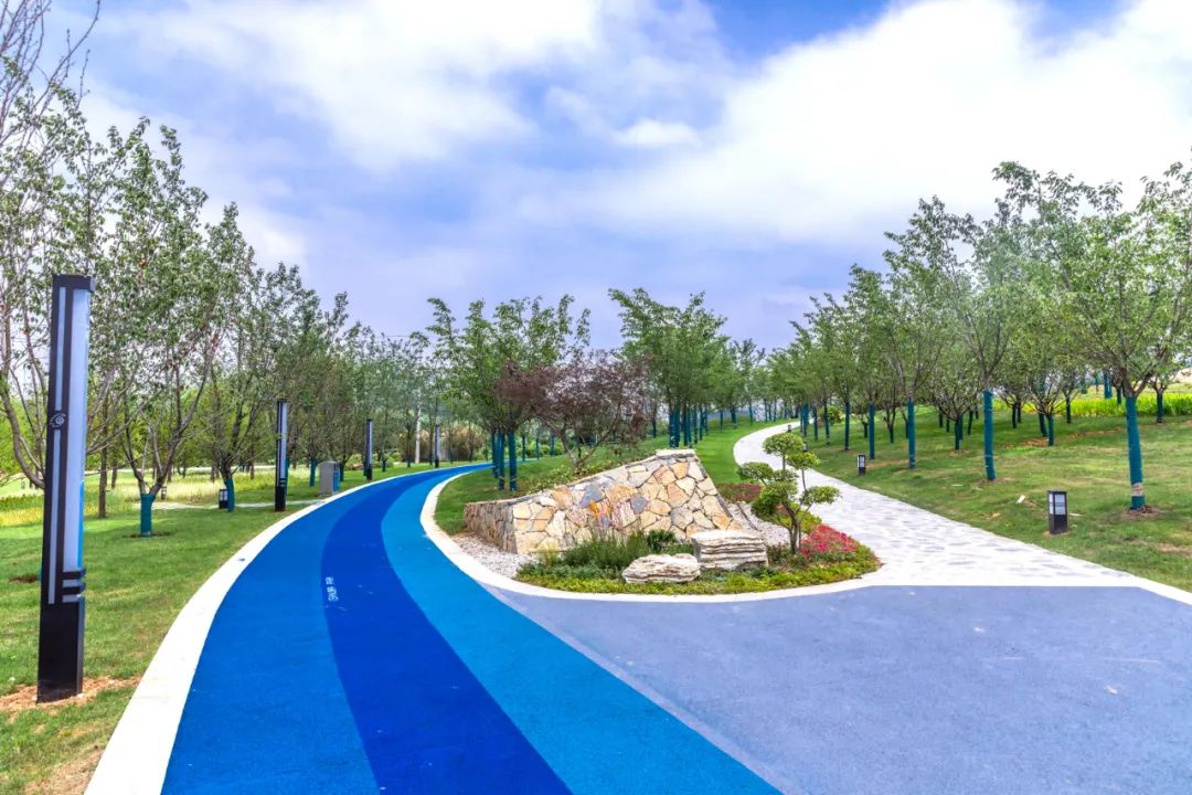 樱花,公园,溧阳