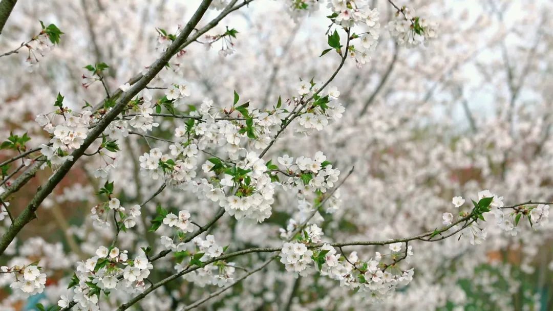 樱花,公园,溧阳