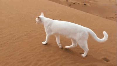 400_225gif 动态图 动图