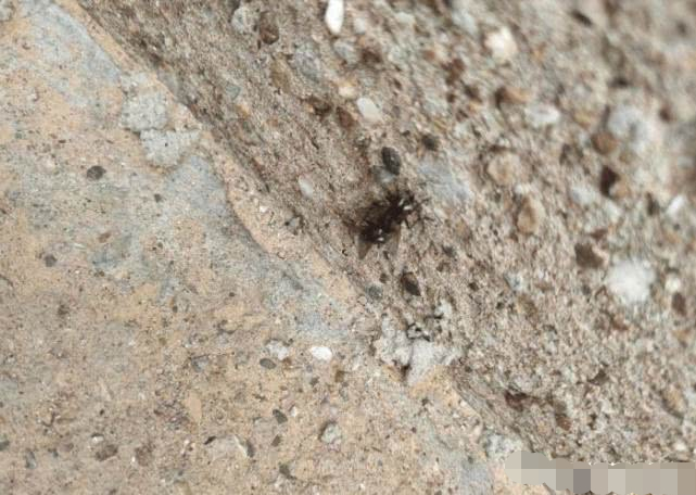 苍蝇:再也不敢惹这群沙雕网友了!