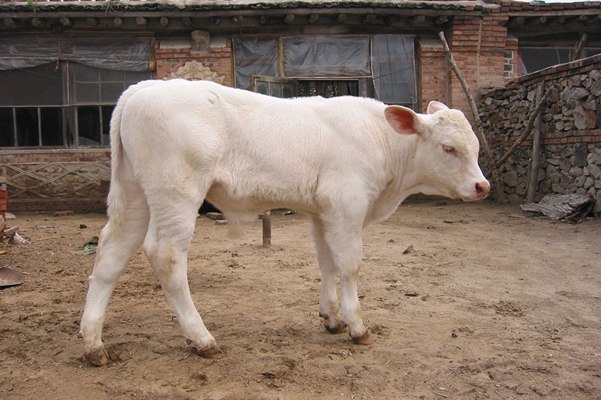 锦州黑山辽育白牛:科学选育的优质白牛