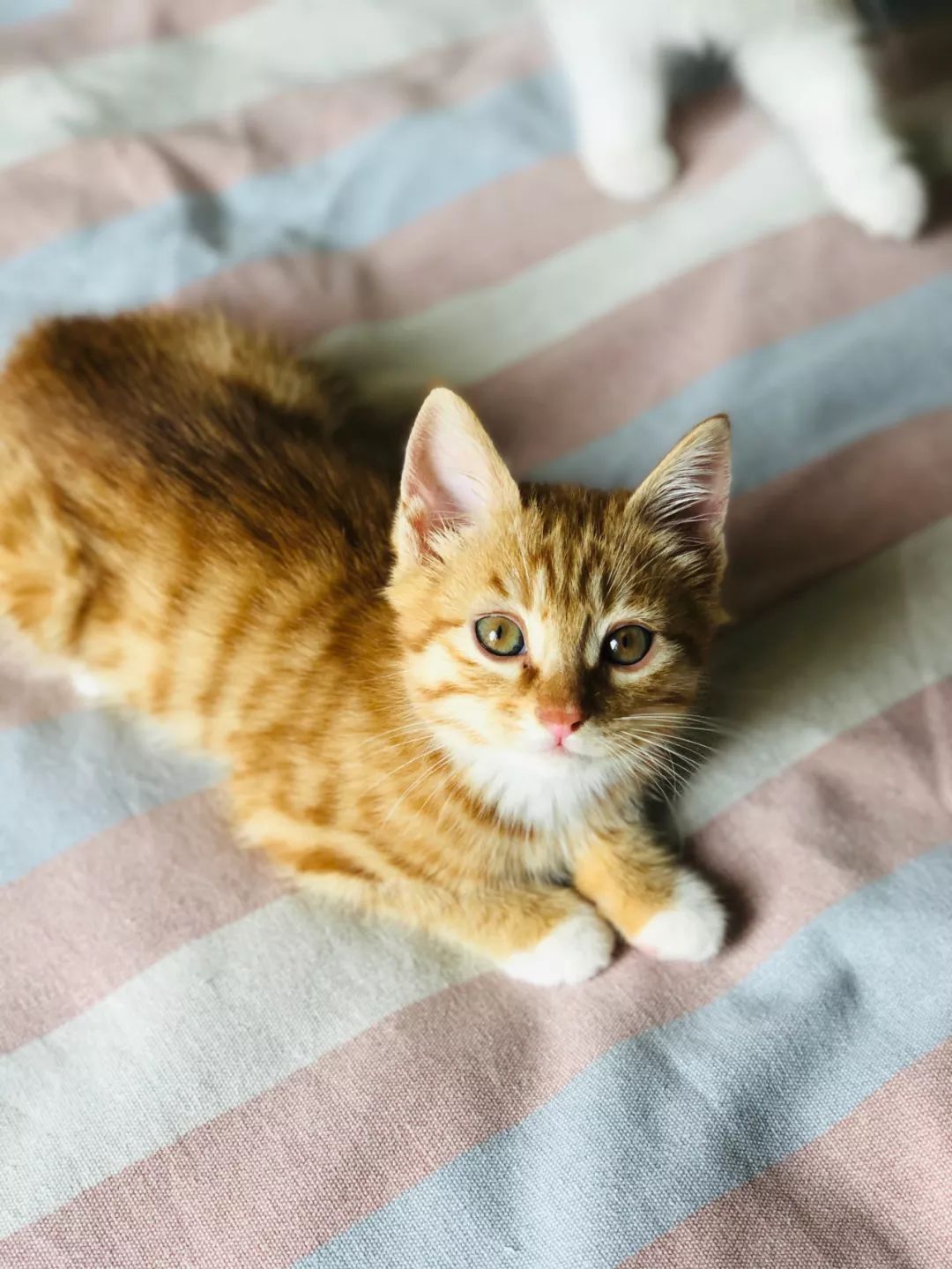 后院猫:从繁殖场到火葬场,只要一周!