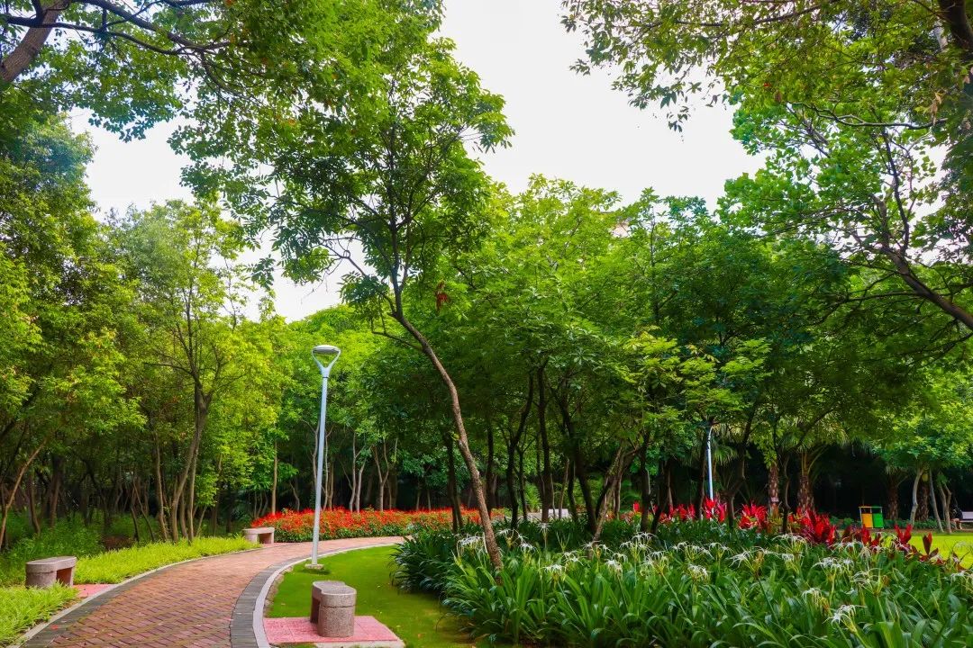 苗圃公园的睡莲开了!一不小心就惊艳了夏天