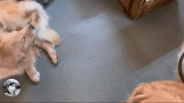 金毛要吃的被拒绝,生气起来摔