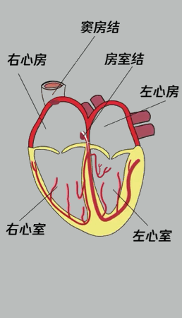 (艾虎医生讲解中) 而"窦性心律不齐",指的是窦房结发出的电冲动节律