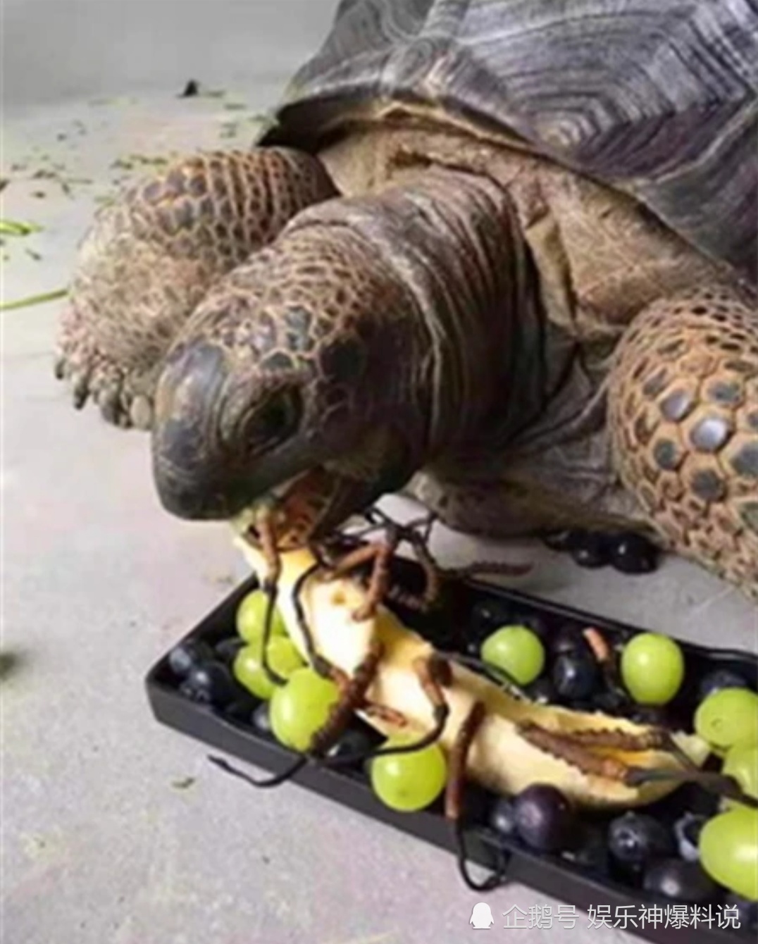 搞笑趣图:给我家乌龟做的冬虫草套餐,很丰盛吧!