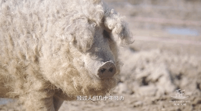 绵羊猪（绵羊猪养殖条件）