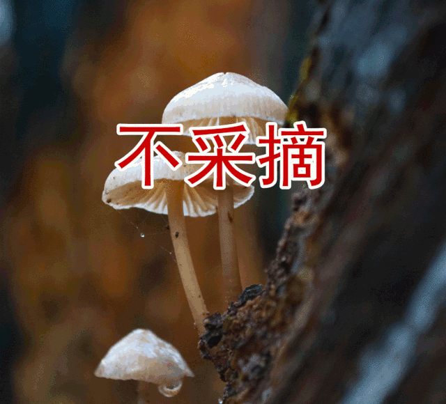 路边的野蘑菇请不要采!