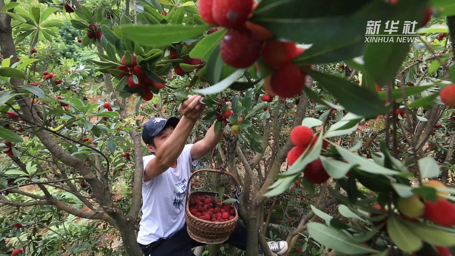 杨梅红,杨梅树,柘岱村,杨梅园