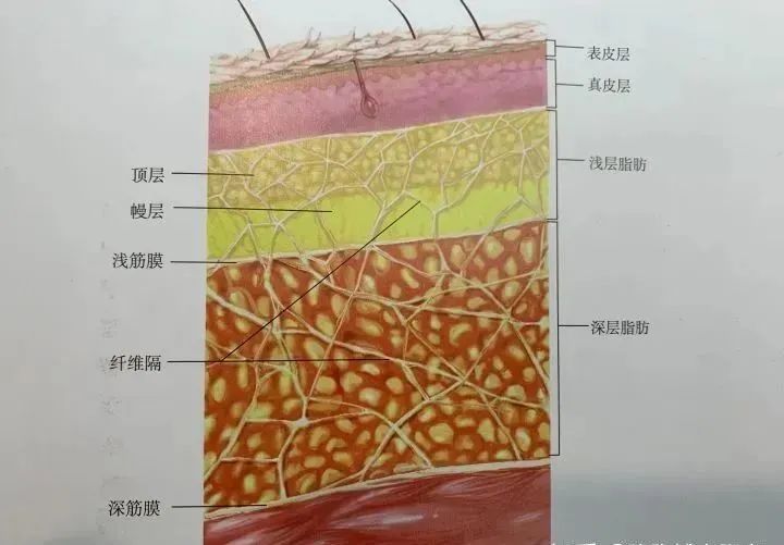 下面我就来给大家好好讲讲自体脂肪填充的操作手法: △人体皮下组织