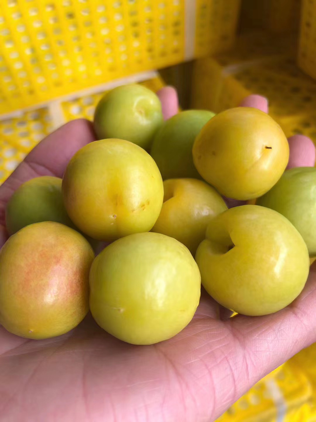 小白杏原产于新疆地区,属于温性水果,它的果肉呈黄色,味道甜大于酸.