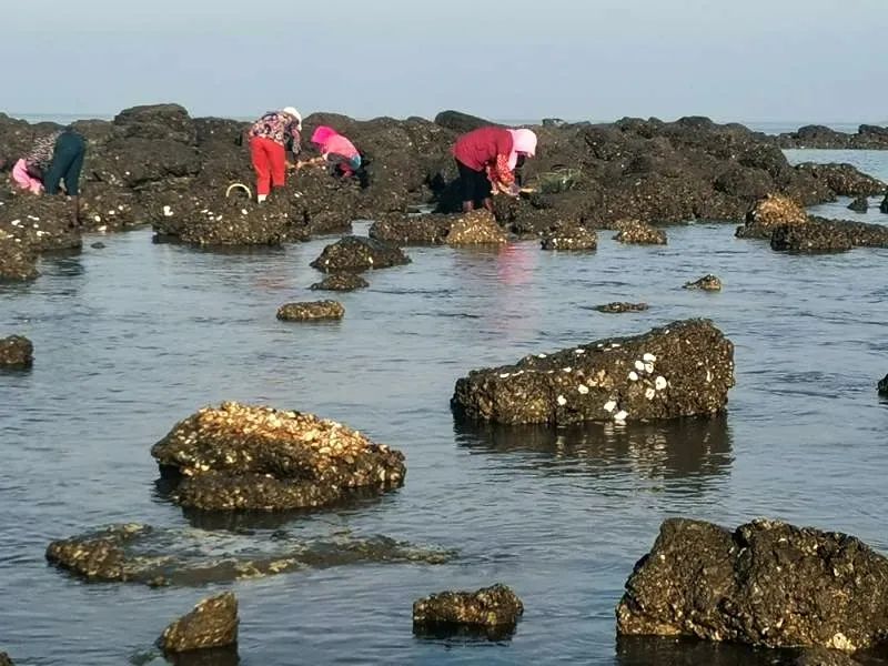 这就让上石城乡赶海的人们,在时间安排上更为灵活.