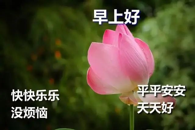 6月13日早上好表情动态图片带字和鲜花,早上好问候祝福动态图片