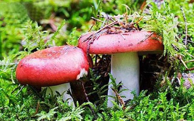 红菇,野生菌,蘑菇,山林