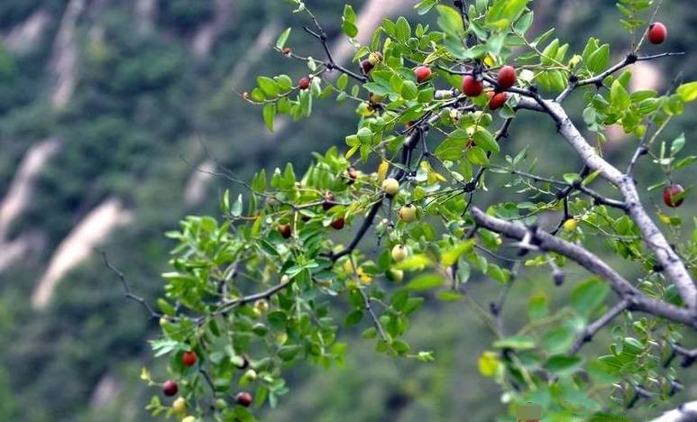 农村山区常见的野生酸枣树,竟不知道还有这么多用途?
