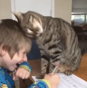 超级有爱,猫对人类幼崽实在太好了!