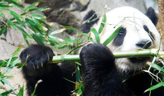 人类吃甘蔗时,都会留下一堆渣,那熊猫吃甘蔗会留渣吗?