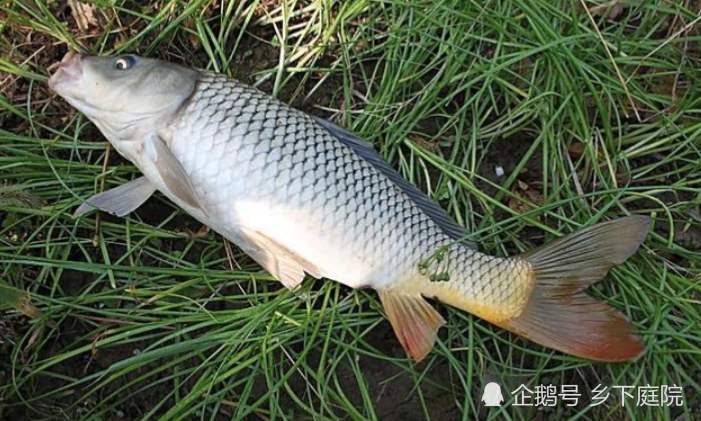 最早的淡水鱼之一,现如今在南方3元1斤却无人问津,难道不能吃?