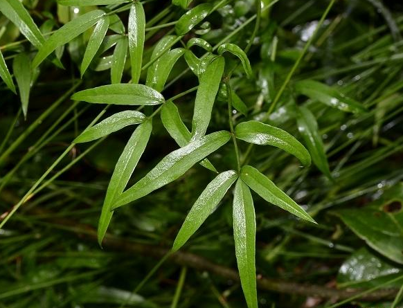 农村1野草,人称"隔山香",根茎上百元一斤,却被当杂草铲掉