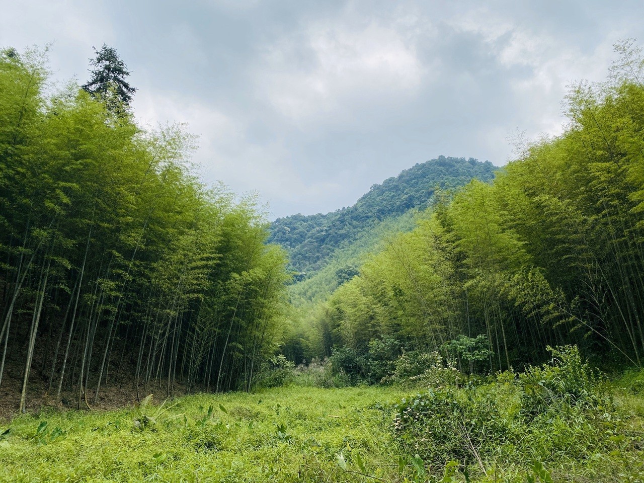 广州这个乡村,被誉为"长寿村",竹林小溪,还是三华李盛产处