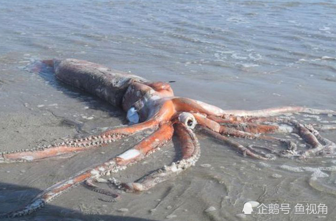 南非海滩冲上4米长大王乌贼,身体完好,死因不明!
