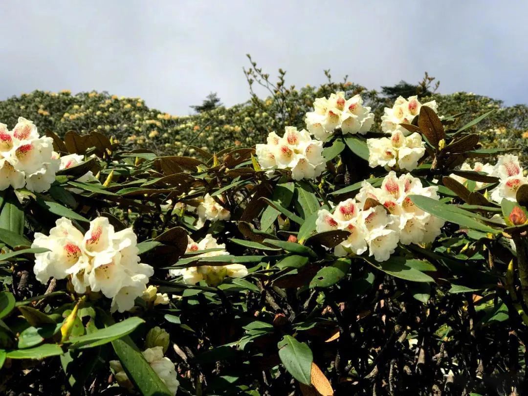 洗马潭高山杜鹃花尽开!花潮如海,一眼万年