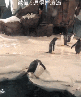 搞笑gif段子:妹子在讲述一个关于三只猩猩和一只松鼠的故事!