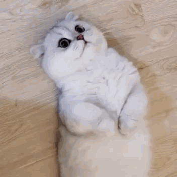 晒晒太阳发发呆, 随随便便卖个萌就足以融化猫咪控们的心~ 猫咪撒娇的