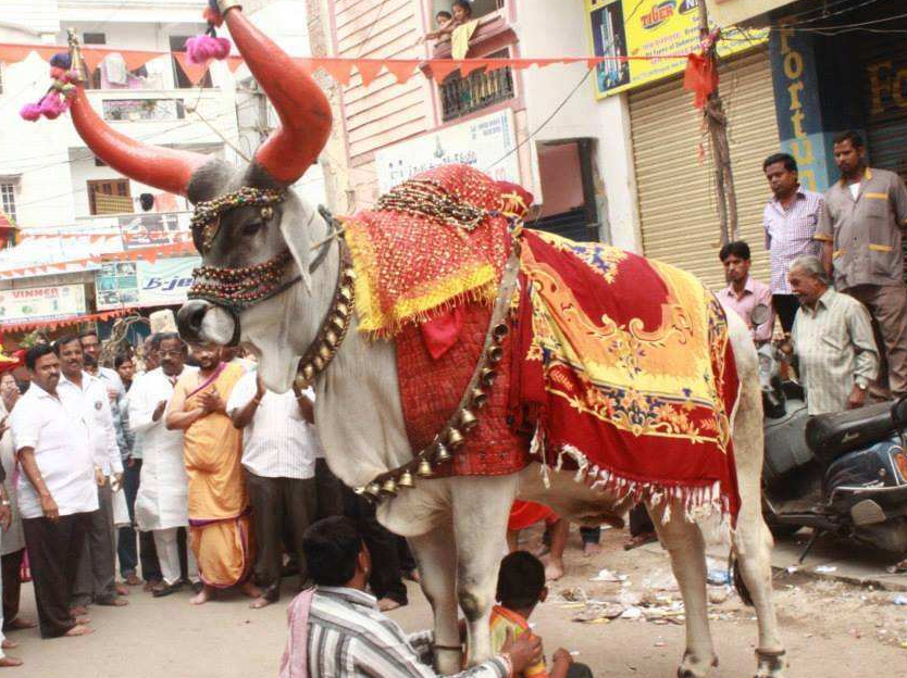 牛在印度是圣物,不能杀也能不吃,只养不杀不会"牛灾泛滥"吗