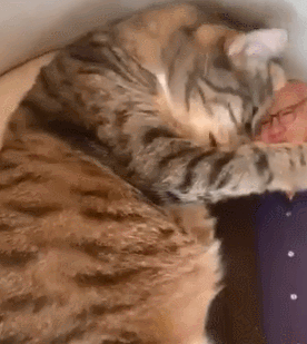 萌宠,可爱,猫咪,搞笑