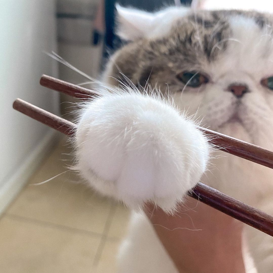 包子那么大的猫爪,你吸不吸?
