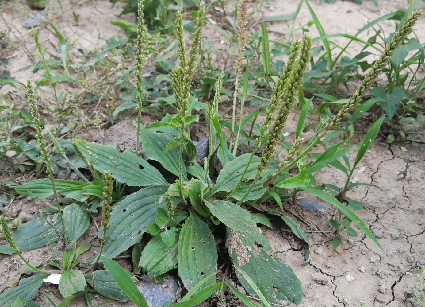 农村被低估的一种野草,堪称不花钱的"小药箱",全草都是宝