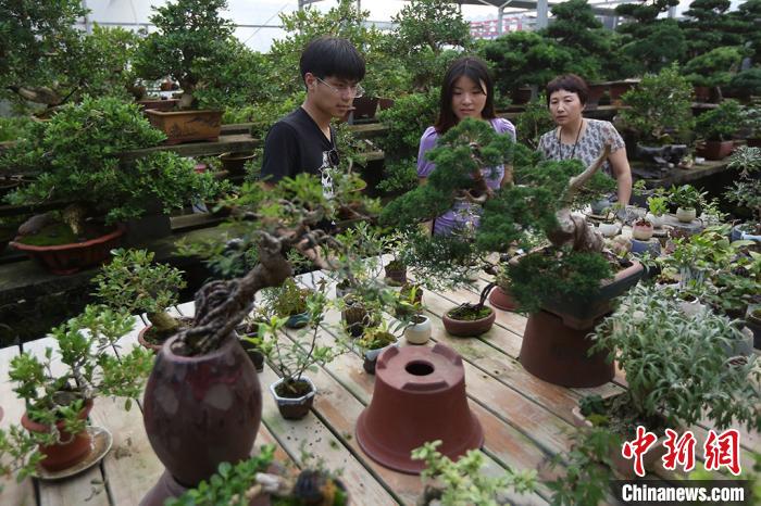 江苏如皋花木盆景绘就致富的"康庄大道"