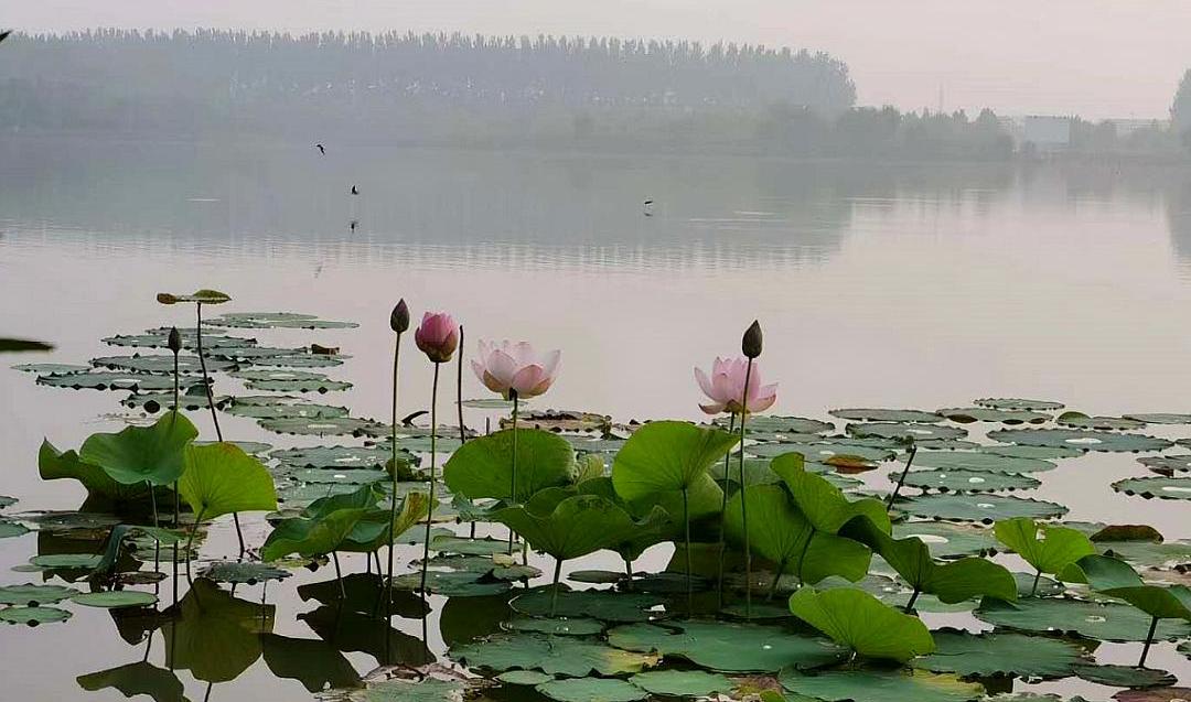 临颍:一场大雨过后,千亩湖内的荷花都开了,再不来看都