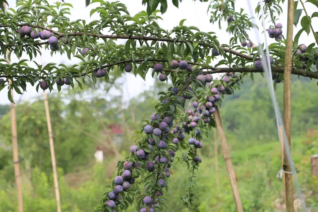 李子,乐山,李子园,蜂糖李,李子树,双福村