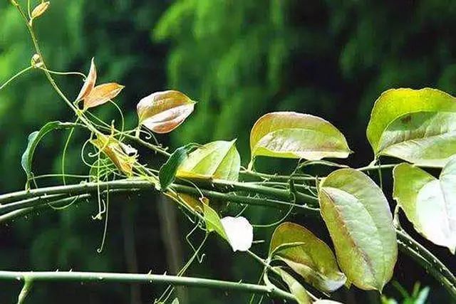 农村不受重视的金刚藤,却暗藏着不少药用价值,看到请珍惜