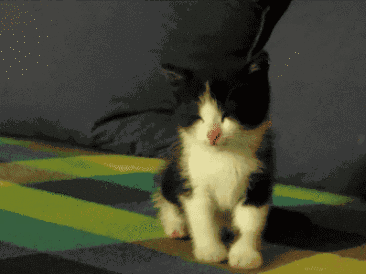 搞笑gif:快看这里有只单身狗,快喂它一把狗粮