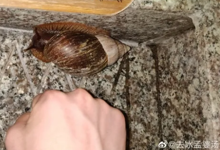 蜗牛,非洲大蜗牛,寄生虫