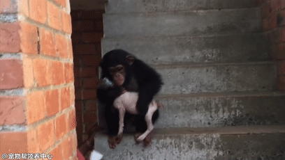 女子路边发现奄奄一息小狗,救回后竟被猩猩抢来养,结果