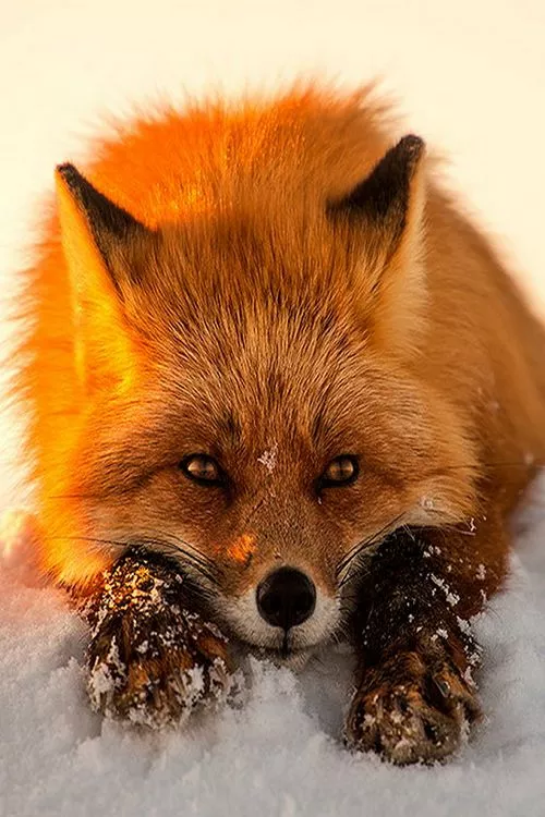 可爱而又狡猾的狐狸,你爱吗,反正我爱了