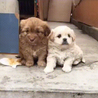 小奶狗,狗,狗狗,宠物,萌宠